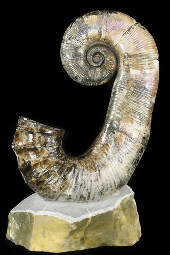 Heteromorph Ammonite (Audouliceras) Fossil - Volga River, Russia #47628